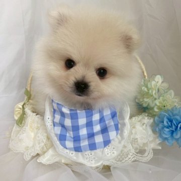 ポメラニアン【兵庫県・男の子・2025年9月20日・クリーム】の写真「🎁仔犬用サークルをプレゼント🎁」