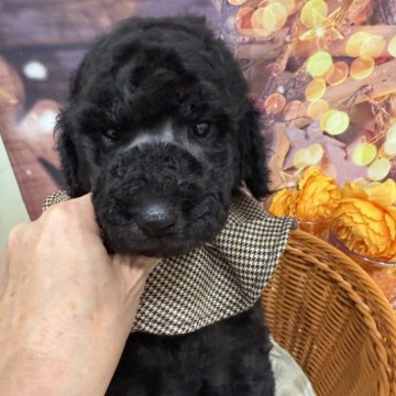 スタンダードプードル【兵庫県・男の子・2025年10月10日・シルバー】の写真「🆕更新🆙11月22日日の体重は2800gです。」