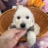 スタンダードプードル