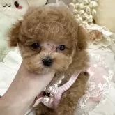 ティーカッププードル