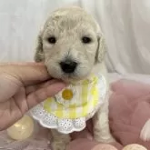 スタンダードプードル