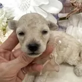 タイニープードル