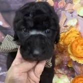 スタンダードプードル