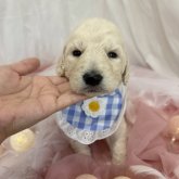 スタンダードプードル