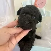 タイニープードル【兵庫県・男の子・2025年11月29日・ブラック】の写真4