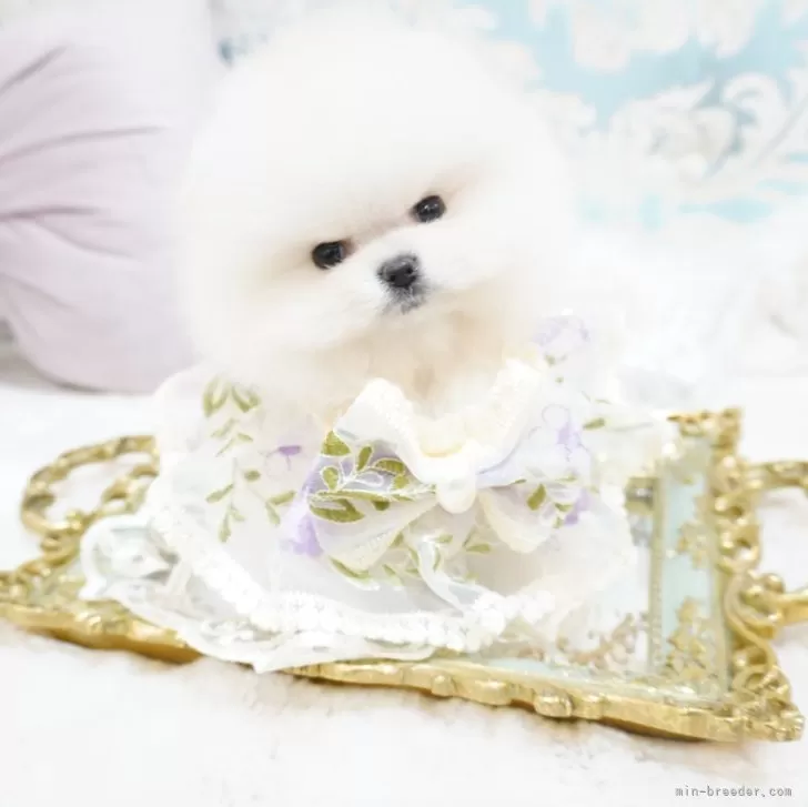 ID:2505-02315の子犬