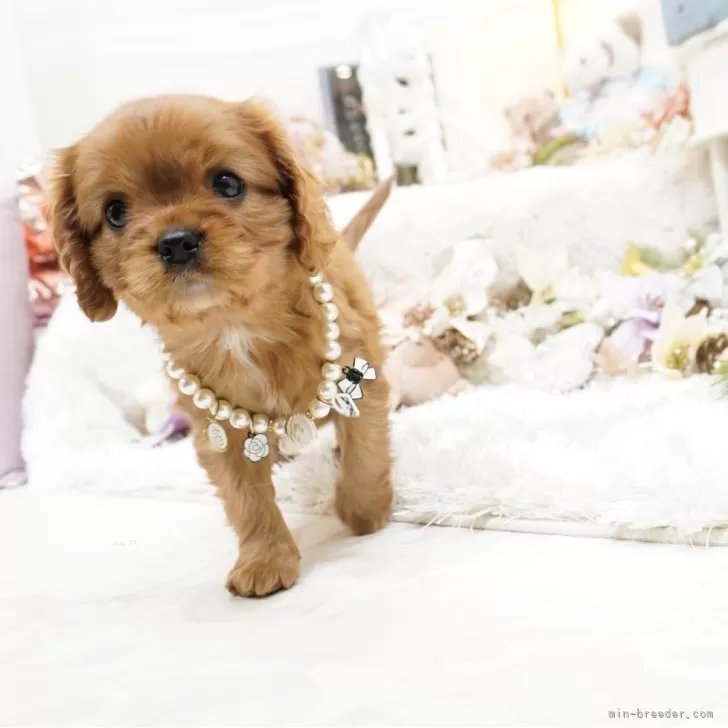 ID：2602-00014の子犬