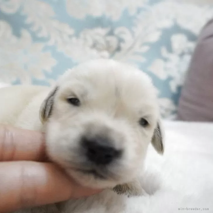 ID：2504-07867の子犬