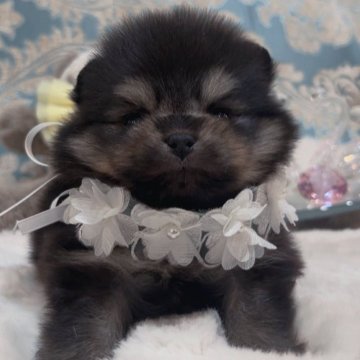 ポメラニアン【大阪府・男の子・2024年12月18日・ブラックタン】の写真「💓ショートバック&ドワーフ💓」