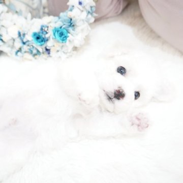 ビションフリーゼ【大阪府・男の子・2025年6月18日・ホワイト】の写真「お目目グリグリ👀モッフモフなビションちゃん😍」