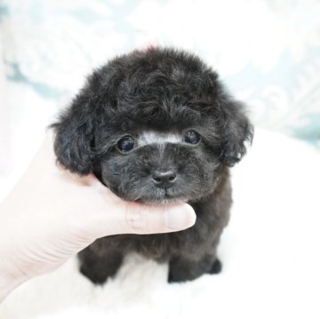 トイプードル(ティーカップ)【大阪府・女の子・2025年2月11日・シルバー】の写真「極上💕ドワーフ&ショートバックのシルバーの女の子」