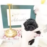 ティーカッププードル