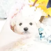 ティーカッププードル