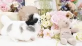 ペキニーズ【大阪府・女の子・2025年8月25日・パーティ】の写真6