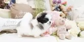 ペキニーズ【大阪府・女の子・2025年8月25日・パーティ】の写真7