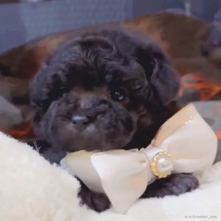 ID：2402-03915の子犬