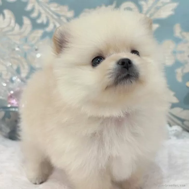 ID：2409-03762の子犬