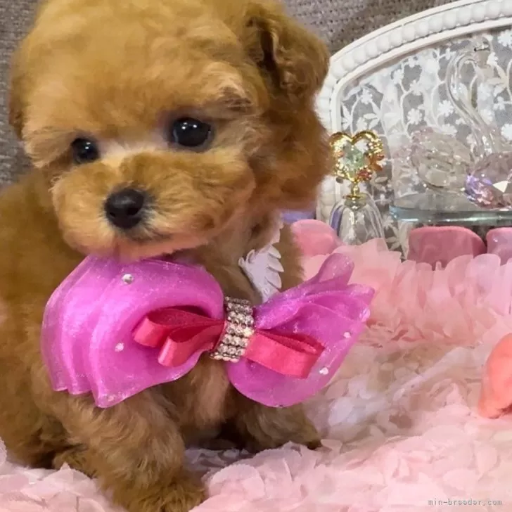 ID:2403-01353の子犬