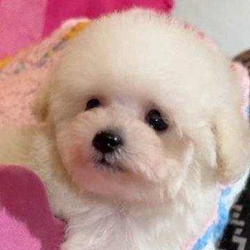 トイプードル(ティーカップ)【大阪府・男の子・2022年12月7日・ホワイト】の写真「💕目やニヤケなし❗️とっても可愛くて性格の良い子💕」