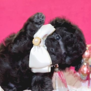 トイプードル(ティーカップ)【大阪府・女の子・2023年9月28日・プラチナシルバー】の写真「ショートバック&ドワーフのプラチナシルバー💕」