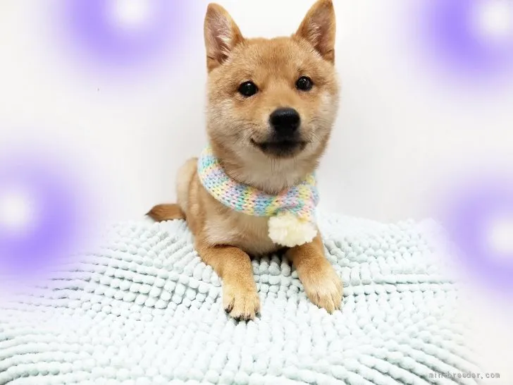 ID：2201-02609の子犬