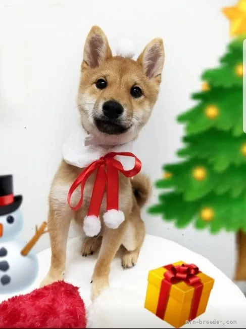 non 様のお迎えした子犬