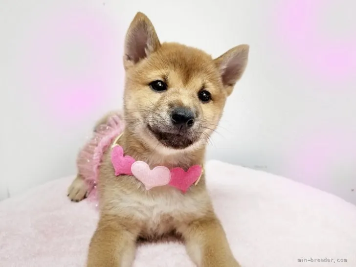 ID：2108-00803の子犬