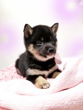 柴犬(豆柴)【島根県・女の子・2020年12月10日・黒】の写真「ダブルちびの妹ちゃん❗本当に可愛いです❗」