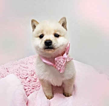 柴犬(豆柴)【島根県・女の子・2021年1月1日・淡赤】の写真「とっても小ちゃ可愛い仔‼️」