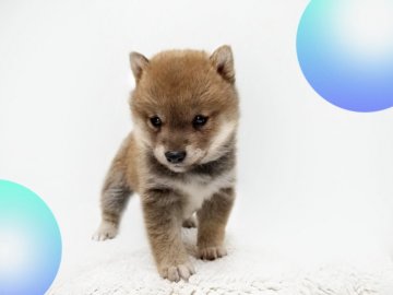 柴犬(豆柴)【島根県・男の子・2022年4月1日・赤】の写真「イケメンに必ず成りますね❤️」