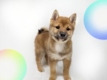 柴犬(豆柴)【島根県・男の子・2022年3月3日・赤】の写真「生真面目な男の子です❗2%御値引き有ります」