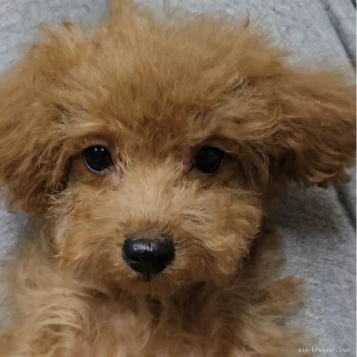 ID：2501-04831の子犬