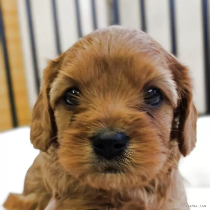 キャバプー(トイプードル×キャバリア)【兵庫県・男の子・2025年10月2日・レッド&amp;ホワイト】の写真1