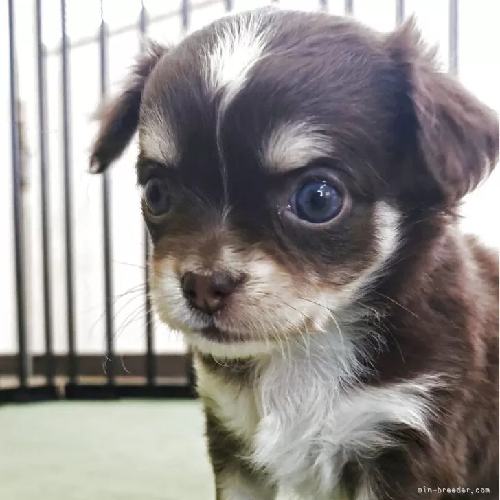 ID:2505-06329の子犬