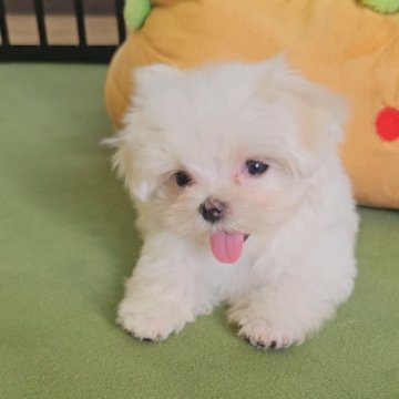マルチーズ【兵庫県・女の子・2025年5月7日・ホワイト】の写真「お値下げ中です！お問い合わせはお早めに！！」
