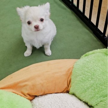 チワワ(ロング)【兵庫県・男の子・2025年1月23日・クリーム】の写真「可愛いお顔の男の子です！」