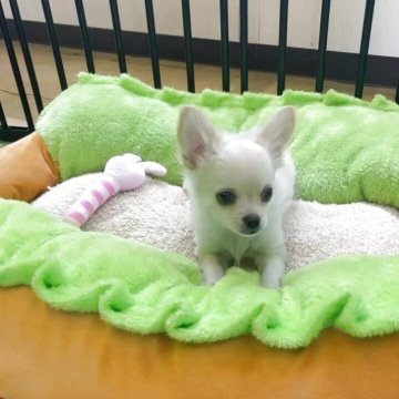 チワワ(ロング)【兵庫県・男の子・2025年1月23日・クリーム】の写真「とても元気で可愛い男の子です！」