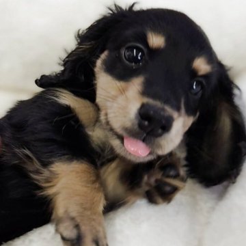 ミニチュアダックスフンド(ロング)【兵庫県・女の子・2025年9月1日・ブラック&タン】の写真「小さくてめっちゃくちゃ可愛いです！！」