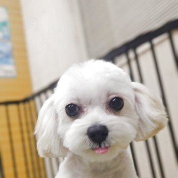 マルプー(マルチーズ×トイプードル)【兵庫県・女の子・2025年5月11日・アプリコット】の写真「凄く人懐っこくて可愛い女の子です！」