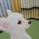 チワワ(ロング)