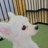 チワワ(ロング)