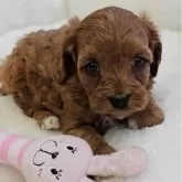 キャバプー(トイプードル×キャバリア)【兵庫県・女の子・2025年10月2日・レッド&ホワイト】の写真2