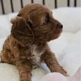 キャバプー(トイプードル×キャバリア)【兵庫県・女の子・2025年10月2日・レッド&ホワイト】の写真3