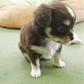 チワワ(ロング)【兵庫県・女の子・2025年4月22日・チョコレート、クリーム&タン】の写真4