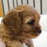 キャバプー(トイプードル×キャバリア)【兵庫県・男の子・2025年10月2日・レッド&ホワイト】の写真4