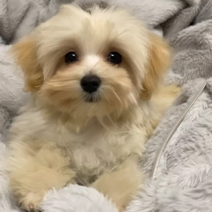 ID：2311-06607の子犬