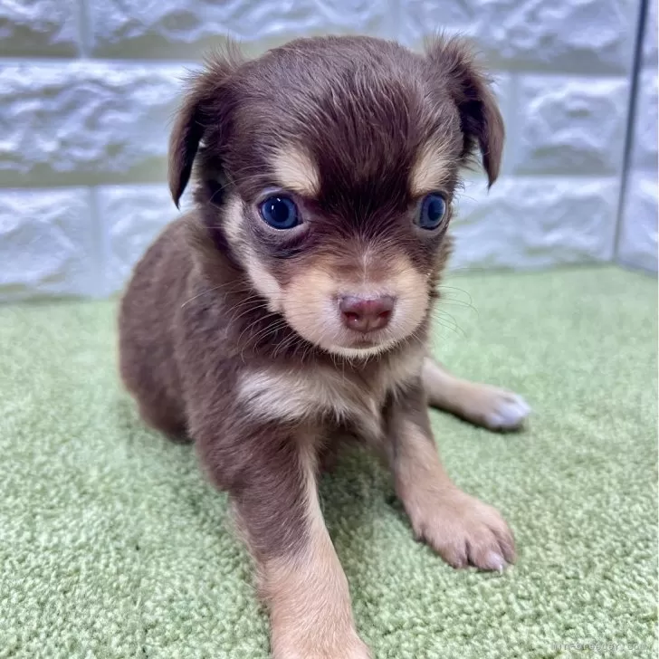 ID:2405-04746の子犬