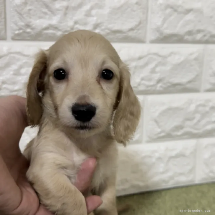 ID：2306-01718の子犬