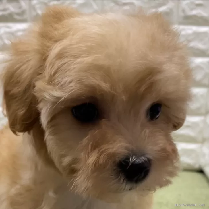 ID：2312-03161の子犬