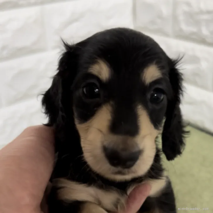 ID：2306-01725の子犬